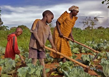 Rutsuru/Activisme des groupes armés : des habitants peinent à accéder à leurs champs dans le Bwito