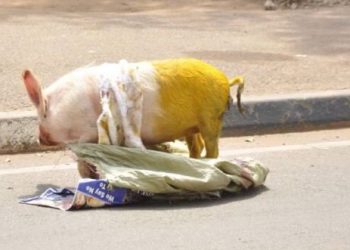 Ouganda/Torture : les DDH manifestent et abandonnent un porc coloré en rouge et jaune à l’entrée du parlement
