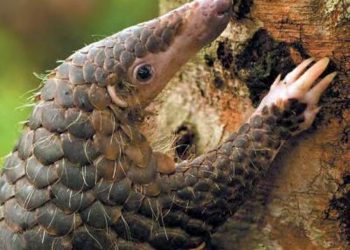 Nord-Kivu : plaidoyer pour la protection des espèces animales menacées dont le pangolin  !