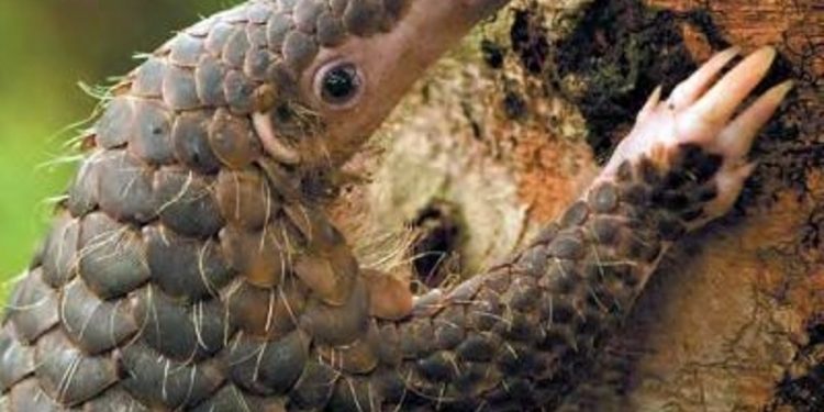 Nord-Kivu : plaidoyer pour la protection des espèces animales menacées dont le pangolin  !