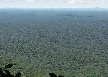 Lubero : pour avoir identifié des nouvelles espèces animales dans  la Reserve des  gorilles de Tayna, une équipe de monitoring reçoit un « Prix de la conservation »