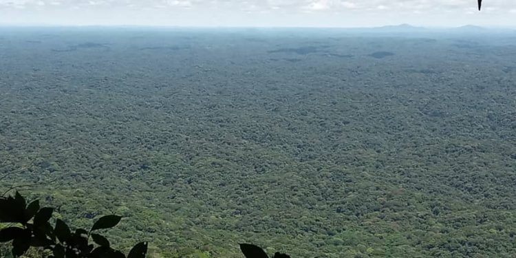 Lubero : pour avoir identifié des nouvelles espèces animales dans  la Reserve des  gorilles de Tayna, une équipe de monitoring reçoit un « Prix de la conservation »