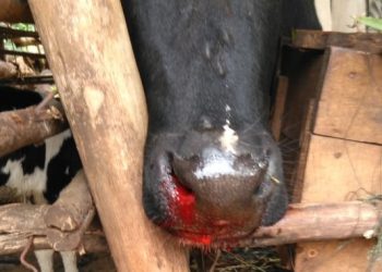 Burundi : suspension temporaire du commerce et de l’abattage des bovins dans la province de Kayanza