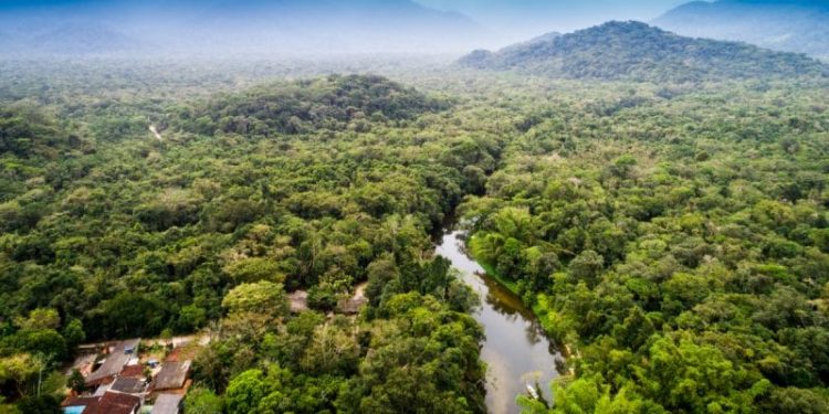 parc de Kahuzi Biega - Agora Grands-Lacs RDC : le BEIE alerte sur la prolifération des pratiques de déforestation dans les parcs nationaux de Virunga et Kahuzi-Biega