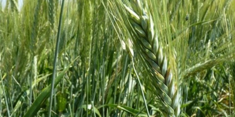Nord-Kivu : vingt nouvelles variétés de blé en phase d&rsquo;expérimentation par l&rsquo;ICPEP et l&rsquo;INERA à Lubero