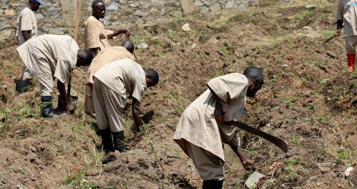 Nord-Kivu : des détenus mènent des travaux champêtres pour subvenir à leurs besoins alimentaires à la prison centrale de Lubero