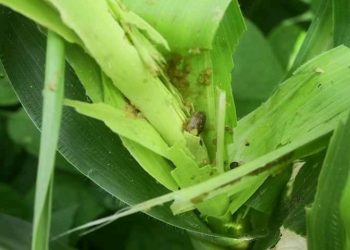 Nord-Kivu : la culture de maïs menacée par « la chenille spodoptera » à Nyiragongo