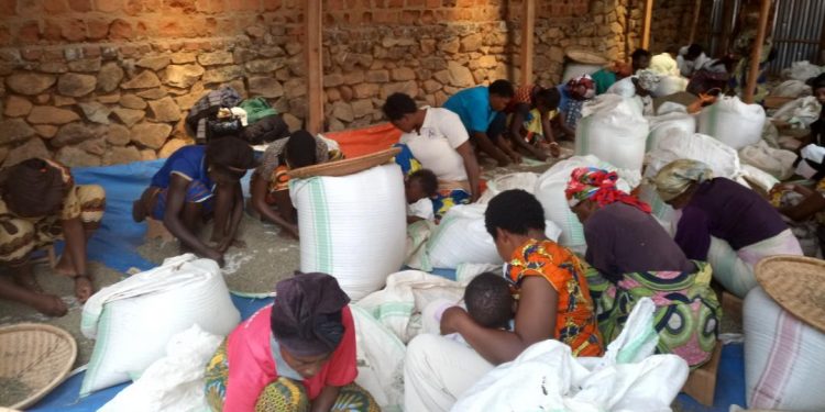 Nord-Kivu : la COPADE plaide pour l&rsquo;intégration de la femme en situation de handicap physique dans la chaîne de valeur du café