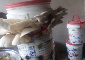 Nord-Kivu : la Ligue solidaire congolaise s&rsquo;investit dans « l&rsquo;agriculture hors sol » en ville de Goma
