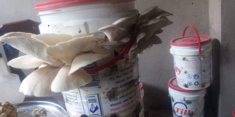 Nord-Kivu : la Ligue solidaire congolaise s&rsquo;investit dans « l&rsquo;agriculture hors sol » en ville de Goma