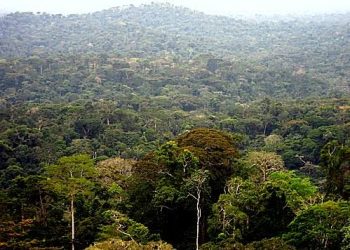 Le Nord-Kivu expérimente le projet « crédit-carbone » pour lutter contre le réchauffement climatique