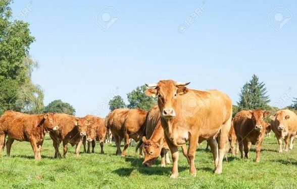 Ituri : plus de 250 vaches pillées par des miliciens de la FRPI à Irumu