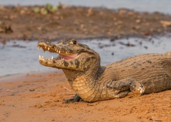 Rutshuru : le mouvement Filimbi alerte sur la présence d&rsquo;un reptile « Caïma » autour du lac Édouard