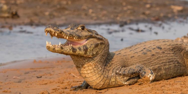IMG-20230618-WA0045 - Agora Grands-Lacs Rutshuru : le mouvement Filimbi alerte sur la présence d’un reptile « Caïma » autour du lac Édouard