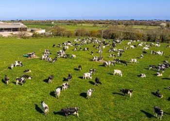 Masisi : au moins 15 vaches emportées par des inconnus armés à Butale