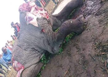Abattage d&rsquo;un éléphant à Katwiguru : le CLJ de Binza appelle à la responsabilité de l’ICCN
