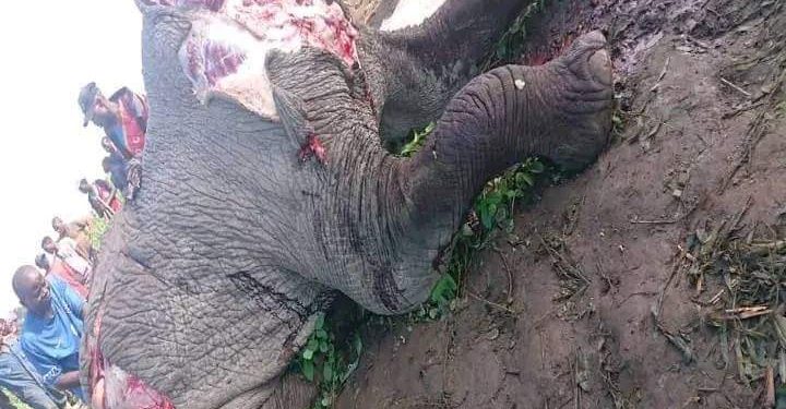 Abattage d&rsquo;un éléphant à Katwiguru : le CLJ de Binza appelle à la responsabilité de l’ICCN