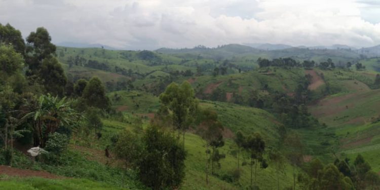 Masisi : la société civile de Bashali s&rsquo;insurge contre l&rsquo;interdiction des activités champêtres par le M23