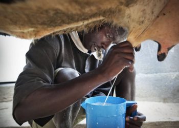 Rwanda : la production de lait frais franchit la barre du million de tonnes