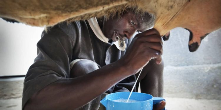 Rwanda : la production de lait frais franchit la barre du million de tonnes
