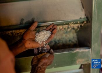 Chaine de valeur riz dans la plaine de la Ruzizi : ce qu&rsquo;il faut retenir des implications d&rsquo;Agriterra
