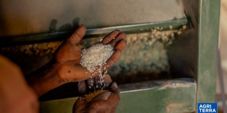 Chaine de valeur riz dans la plaine de la Ruzizi : ce qu&rsquo;il faut retenir des implications d&rsquo;Agriterra
