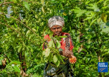 Sud-Kivu : Agriterra contribue à l&rsquo;amélioration de la production du café à Minova à travers les G20