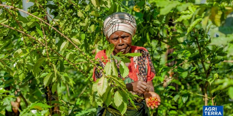 Sud-Kivu : Agriterra contribue à l&rsquo;amélioration de la production du café à Minova à travers les G20