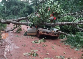 Ituri : la chute d&rsquo;un arbre fait d&rsquo;importants dégâts matériels et humains