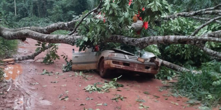 Ituri : la chute d&rsquo;un arbre fait d&rsquo;importants dégâts matériels et humains