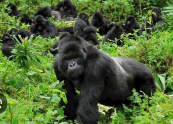 Guerre de l&rsquo;Est : « Le Parc national des Virunga conserve encore toutes ses espèces malgré les défis sécuritaires » (Méthode Muhoze)