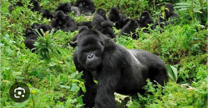 Guerre de l&rsquo;Est : « Le Parc national des Virunga conserve encore toutes ses espèces malgré les défis sécuritaires » (Méthode Muhoze)