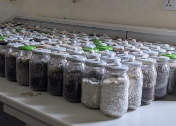 Nord-Kivu : UNIGOM disponibilise un laboratoire de mycologie !