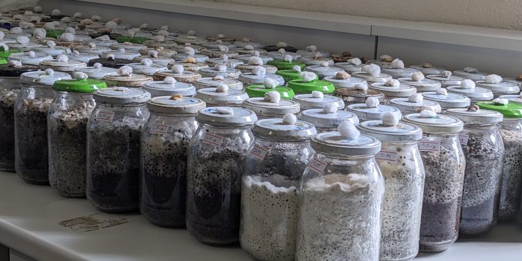 Nord-Kivu : UNIGOM disponibilise un laboratoire de mycologie !