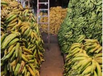 Insécurité en Ituri : le prix de la banane plantain devient inabordable