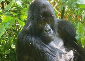 Le Parc national des Virunga pleure la perte de Bukima, légendaire gorille dos argenté