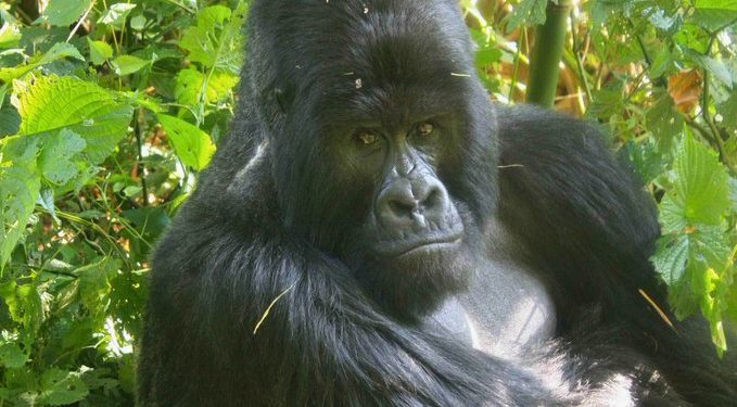 Le Parc national des Virunga pleure la perte de Bukima, légendaire gorille dos argenté