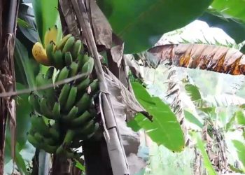 Beni : les tiges des bananes et des maniocs ravagées par le Wilt bactérien et les nématodes dans le Bashu