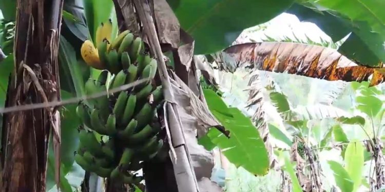 Beni : les tiges des bananes et des maniocs ravagées par le Wilt bactérien et les nématodes dans le Bashu