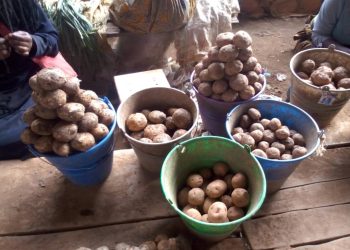 Butembo : hausse du prix des pommes de terre