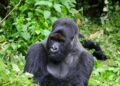 Nord-Kivu : une mise en garde sévère lancée aux VDP contre le braconnage et la pêche illicite dans les zones protégées