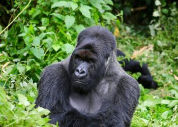 Nord-Kivu : une mise en garde sévère lancée aux VDP contre le braconnage et la pêche illicite dans les zones protégées