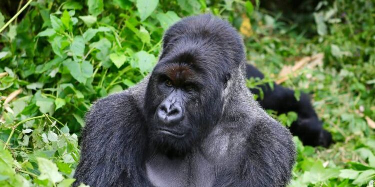IMG-20250424-WA0045 - Agora Grands-Lacs Nord-Kivu : une mise en garde sévère lancée aux VDP contre le braconnage et la pêche illicite dans les zones protégées