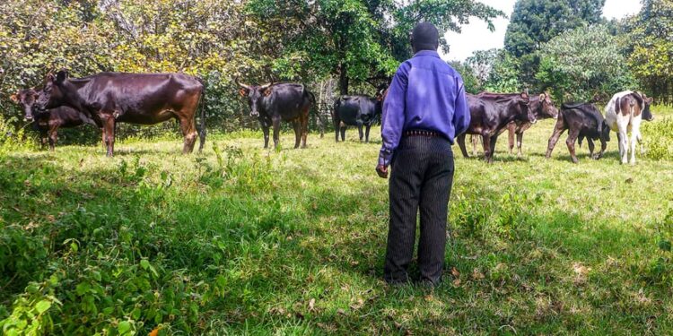 Rutshuru : les éleveurs appelés à vacciner leurs bêtes pour faire face à l&rsquo;épizootie