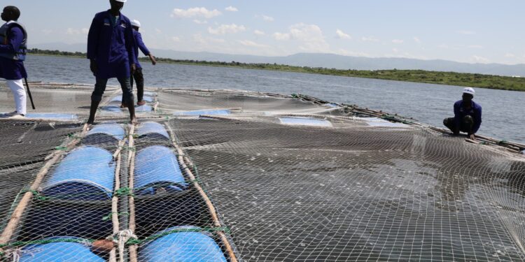 Ituri : l’aquaculture utilisée comme catalyseur de cohésion sociale et de développement économique à Djugu