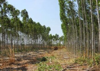 Ituri : la culture d&rsquo;eucalyptus, un des fléaux de la désertification à Aru (Faustin Ngalori)
