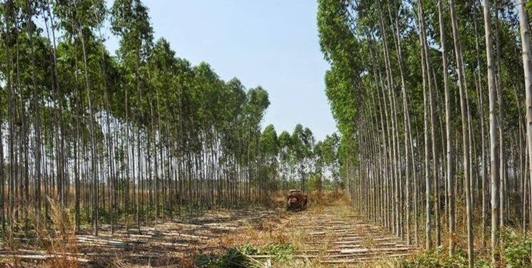 IMG-20250629-WA0005 - Agora Grands-Lacs Ituri : la culture d’eucalyptus, un des fléaux de la désertification à Aru (Faustin Ngalori)