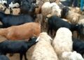 Nord-Kivu : la Division de la pêche et de l’elevage alerte sur une maladie inconnue qui attaque les ruminants