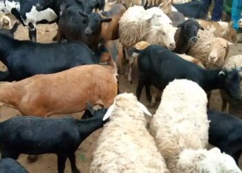 Nord-Kivu : la Division de la pêche et de l’elevage alerte sur une maladie inconnue qui attaque les ruminants