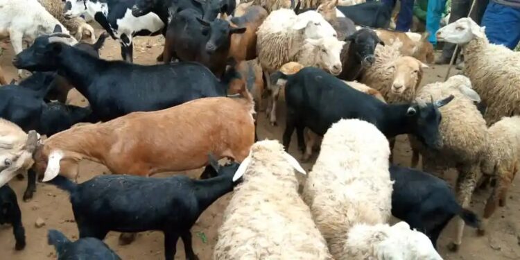 IMG-20250814-WA0010 - Agora Grands-Lacs Nord-Kivu : la Division de la pêche et de l’elevage alerte sur une maladie inconnue qui attaque les ruminants